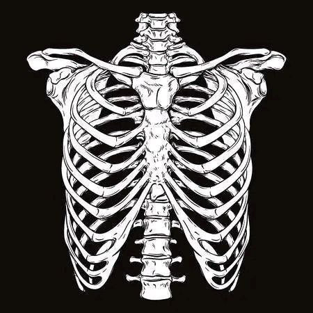 Structure of the rib cage _ Machine Embroidery Design